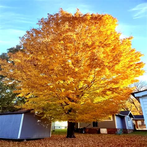 20 TRIDENT MAPLE Tree Seeds Acer buergerianum Gorgeous Fall Colors Bonsai Plant $6.95 - PicClick
