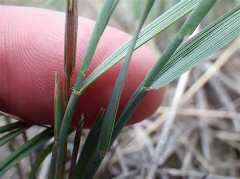 South Dakota State Grass | Western Wheat Grass