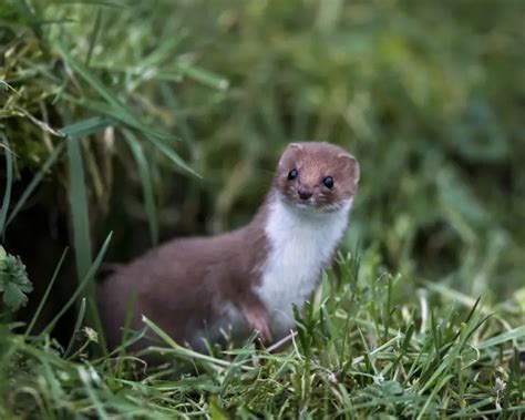 Least Weasel - Facts, Diet, Habitat & Pictures on Animalia.bio