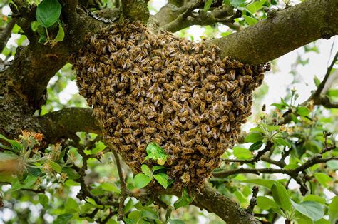 15 Fascinating Facts About Honey Bees