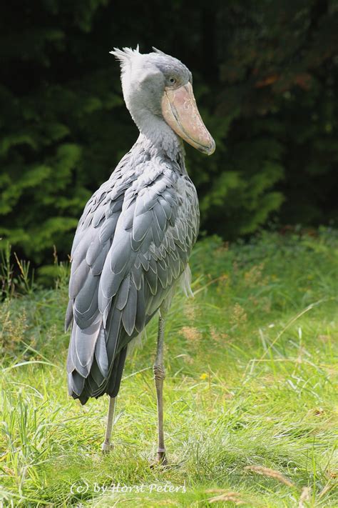 Shoebill | The Parody Wiki | FANDOM powered by Wikia