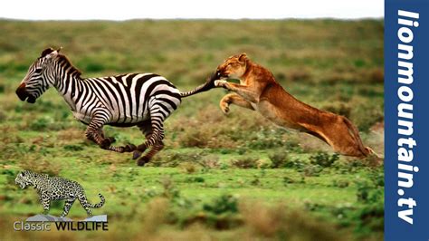 Lion Chasing Zebra