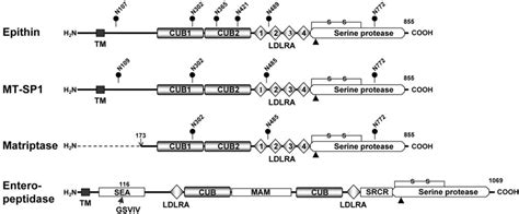 Domain structures of epithin and related proteins. The domain structure... | Download Scientific ...