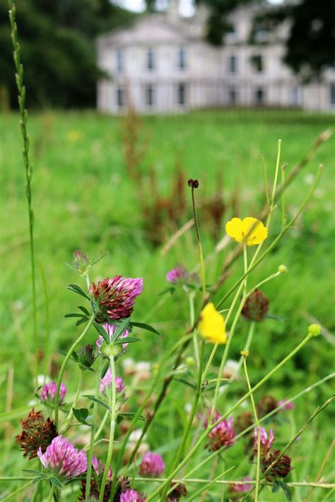 Appuldurcombe House behind buttercups and clover | Isle of wight, Wedding colors, Plants