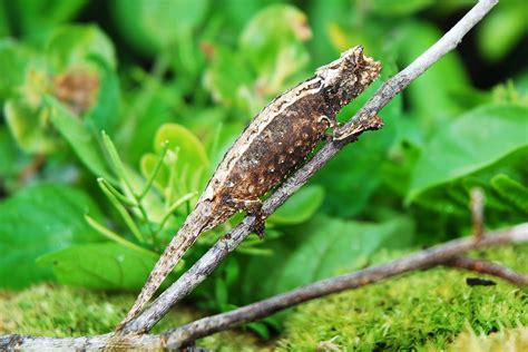 Thiels Madagascar Pygmy Chameleons for Sale: Brookesia Thieli Pygmy Chameleon Breeders | FL Chams