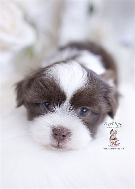 shih-tzu-puppy-for-sale-teacup-puppies-211 | Teacup Puppies & Boutique