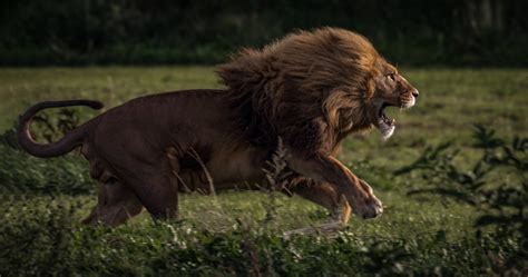 Charging Lion (Panthera leo) | A charging male lion. His man… | Flickr