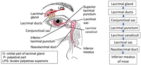 Lacrimal Apparatus