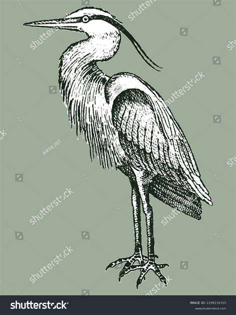 Hand Drawn Portrait Crane Bird Drawing Stock Vector (Royalty Free) 2199216355 | Shutterstock