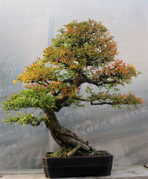 Chinese Elm > Bonsai West