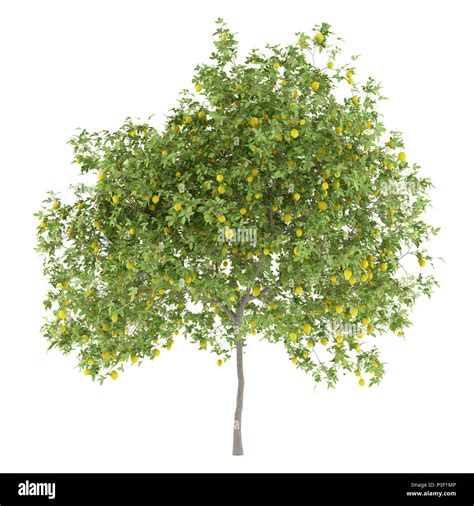 lemon tree with lemons isolated on white background. 3d illustration Stock Photo - Alamy