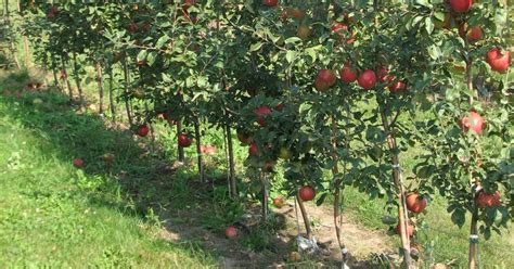 Gardening: How to choose an apple tree