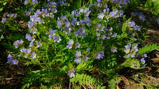 Jacob's Ladder | One of the largest clump I've seen in the w… | Pictoscribe - | Flickr