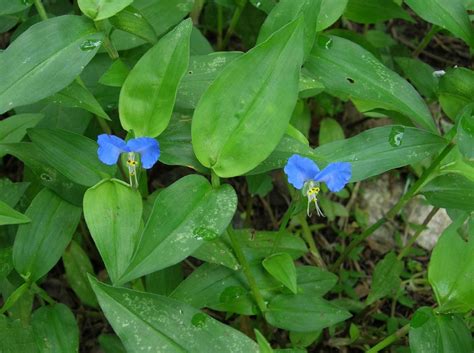 Commelina communis (Commelinaceae) image 15307 at PlantSystematics.org