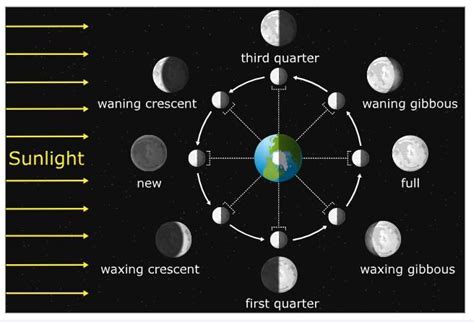 The model below shows the Moon at one position in its orbit around Earth. The white half of the ...