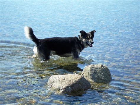 Dog In Water Sea · Free photo on Pixabay