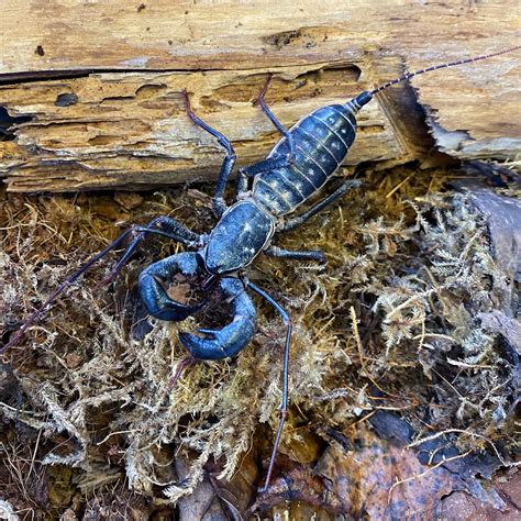 Special Pricing - Vinegaroon---Whiptail Scorpion: Please Read Descript ...