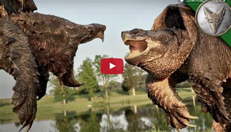 [VIDEO] Check out these Shelled predators, and their huge differences – 3%