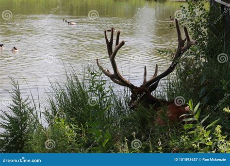 Bull Elk stock image. Image of feeding, habitat, cool - 101593637