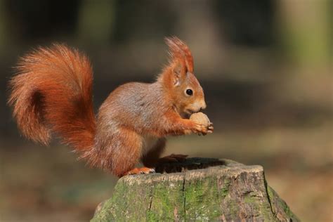 38+ Types of Squirrels - Field Guide (Names, Photos and More) - Outforia