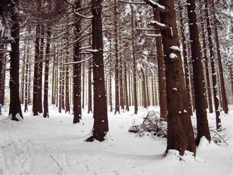 winter forest Free Photo Download | FreeImages