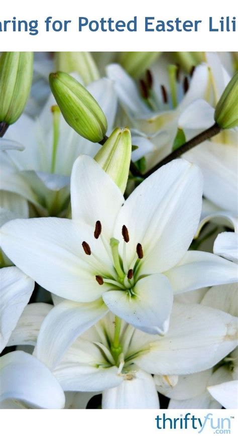 Caring for Potted Easter Lilies | Easter lily, Easter lily care, Flower care