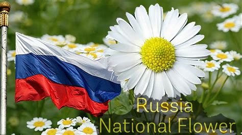 Russia National Flower : Chamomile Flowers - YouTube