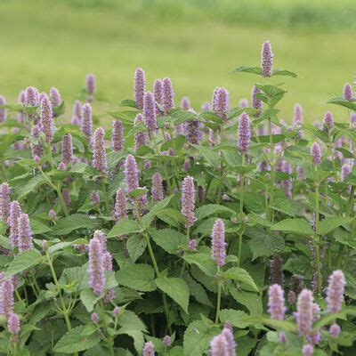 Anise Hyssop Seeds - Organic Varieties | Johnny's Selected Seeds