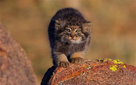 Download Baby Animal Cub Animal Pallas's Cat HD Wallpaper by Otgonbayar Baatargal