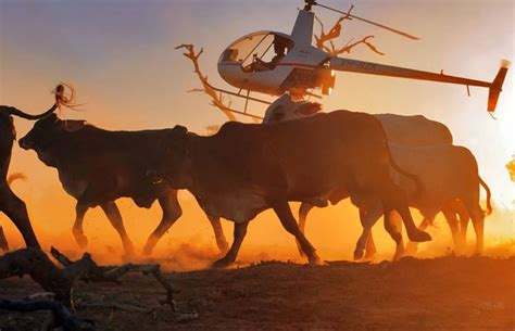 Mustering cattle in the remote outback | Outback australia, Australia ...