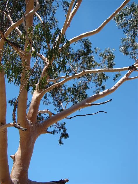 Eucalyptus, Gum Tree, Australia, tree, nature, gum, native, natural ...