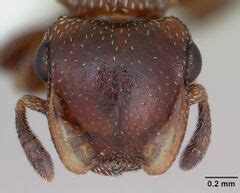 Cephalotes quadratus - AntWiki