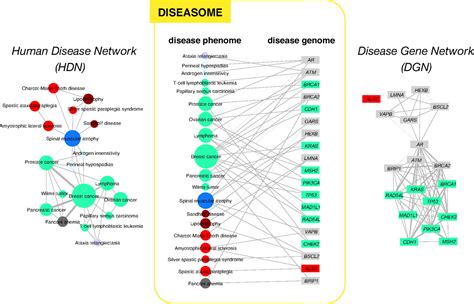 The human disease network | PNAS