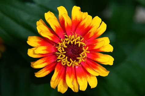 File:Hippie-flower - Virginia - ForestWander.jpg - Wikimedia Commons