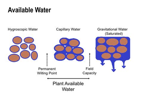 Capillary Water In Soil