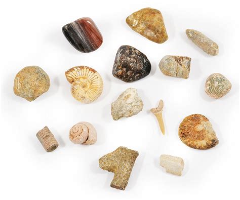 Fossil Collection Kit - Contains 15 Genuine Fossils! on Storenvy