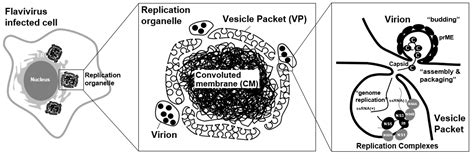 Viruses | Free Full-Text | Membrane-Associated Flavivirus Replication ...