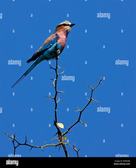 Lilac-breasted Roller, Coracias caudataus, on thorn tree in Kruger National Park, South Africa ...