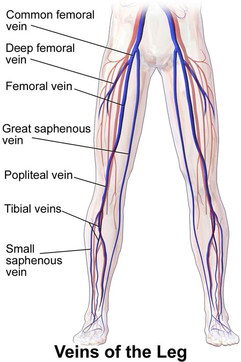 Pin by Whitney Huebner on Cardiac | Leg vein anatomy, Medical knowledge, Arteries and veins