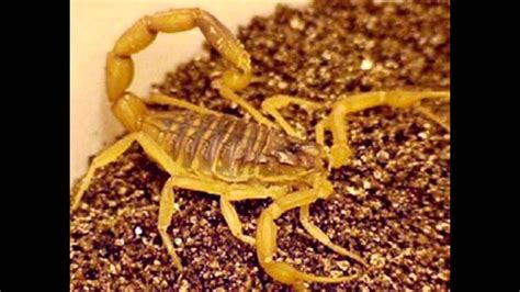 Top 5 Most Poisonous Scorpions - YouTube