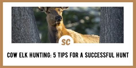 Cow Elk Hunting: 5 Tips for a Successful Hunt - Survival Cache