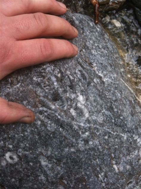 GC2T1PQ Slesse Creek Fossils (Earthcache) in British Columbia, Canada created by savant9