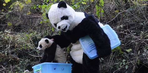 China’s wildlife in safer hands – thanks to a new generation of animal scientists