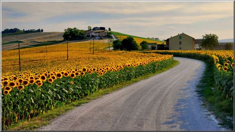 Campagna maceratese in estate | Landscape, Country roads, Road