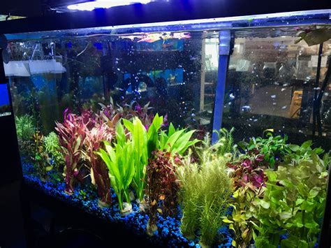 Wholesale Aquarium Plants For Sale – DustinsFishtanks