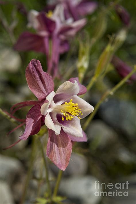 Columbine Flower Photograph by Wildlife Fine Art - Fine Art America