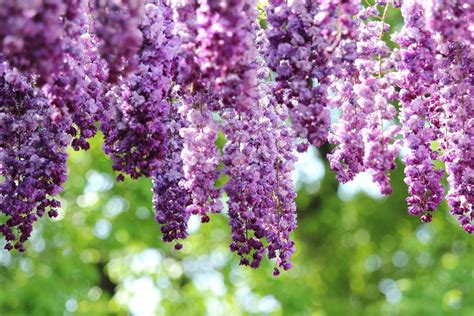 Download Nature Purple Flower Bokeh Flower Wisteria HD Wallpaper