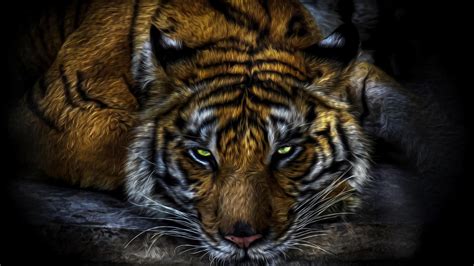 Majestic Tiger Gaze HD Wallpaper