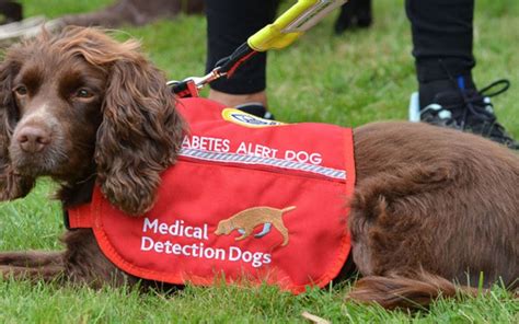 We Finally Know How Dogs Sniff Out Diabetes | Gizmodo UK