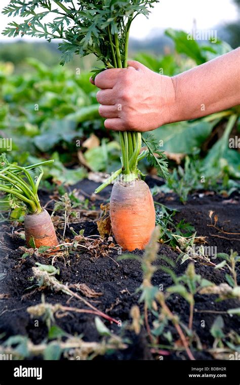 Body of soil hi-res stock photography and images - Alamy